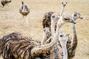 Deurstickers Growing ostrich children © Sona