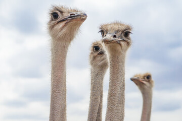 Close-up photo of a dignified ostrich face - obrazy, fototapety, plakaty