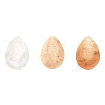 Watercolor illustration of chicken eggs.