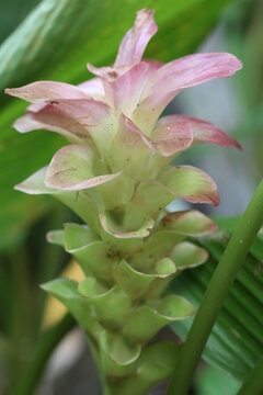 pink ginger plant in the garden