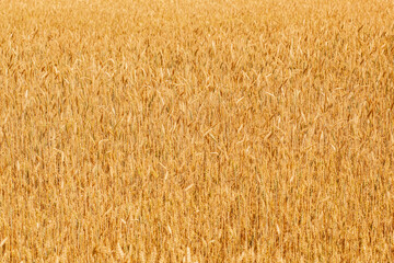 Fototapeta premium Yellow ripe spikelets of wheat on a sunny day