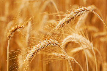 Ripe wheat field. Wheat spikelets are ready to harvest. Farm concept