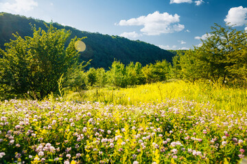 Tranquil green meadow in the Dniester canyon on sunny day.