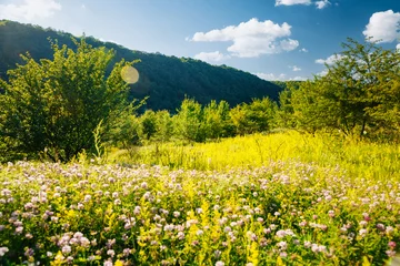 Gordijnen Tranquil green meadow in the Dniester canyon on sunny day. © Leonid Tit