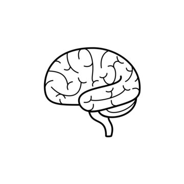 Brain images outline on a white background can be used for storytelling and education.