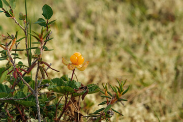 A close up of a ripe orange cloudberry fruit (Rubus chamaemorus)