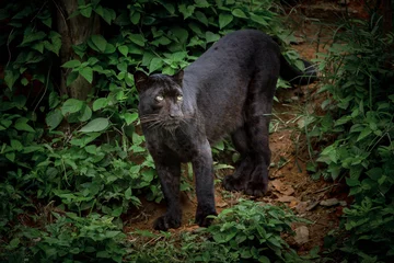 Fototapeten schwarzer panther, der in der natur ruht. © MrPreecha