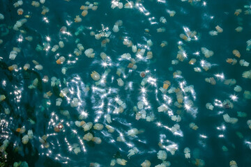 Fototapeta na wymiar jellyfish on the sea surface.
