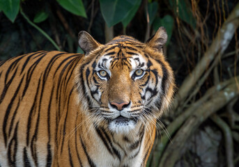 Plakat Asian tiger resting in nature.