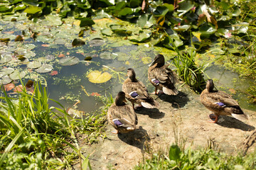 Four ducks on the shore. The ducks came out of the water.