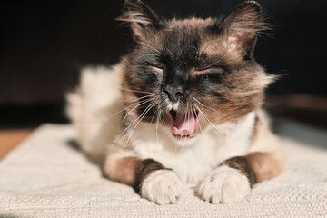 cat yawns with eyes closed. cat lying under sunlight ona rug in the house. cute adorable pet