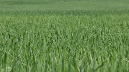 Green field view, background images