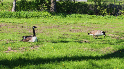 Canada Goose in summer day in Sweden