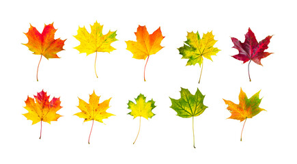 Frontal view of ten natural maple leaves of the autumn period in yellow, orange, red, burgundy, green colors on a white background.