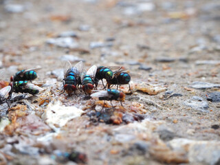 Green fly