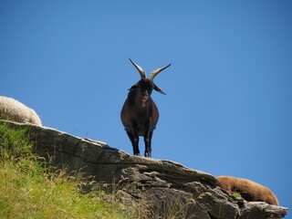 ch&egrave;vre sur un rocher