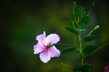 Hibiscus flower in the mallow family, Malvaceae. Hibiscus rosa-sinensis, known Shoe Flower or colloquially as Chinese hibiscus, China rose, Hawaiian hibiscus, rose mallow  and shoe black plant in full