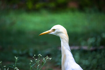  Portrait of Bubulcus ibis Or Heron Or Commonly know as the Cattle Egret in the public park in India
