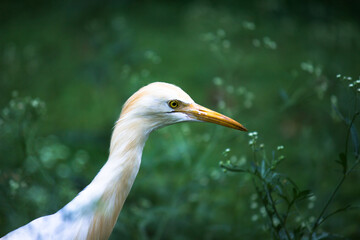  Portrait of Bubulcus ibis Or Heron Or Commonly know as the Cattle Egret in the public park in India
