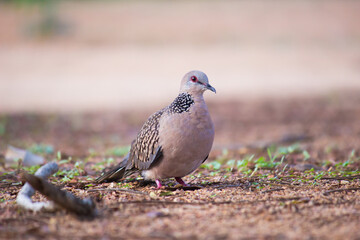 European Turtle-dove (Streptopelia turtur turtur) adult walking on ground amid looking into the camera.