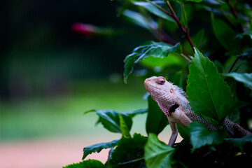 The oriental garden lizard, eastern garden lizard, bloodsucker or changeable lizard resting on the...