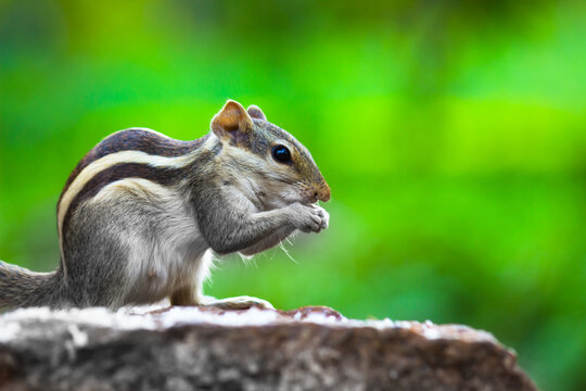 Close-up of a Indian Palm Squirrel or Rodent or also known as the chipmunk sitting on the tree trunk in a side pose and eating,  on a soft blurry background 
 - Powered by Adobe