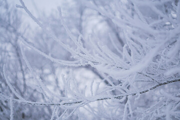 Growing snow, Rime, Frost