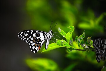 Papilio demoleus is a common and widespread swallowtail butterfly. The butterfly is also known as the lime butterfly, lemon butterfly, lime swallowtail, and chequered swallowtail. resting on  flowers 