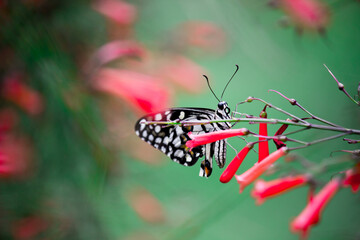 Papilio demoleus is a common and widespread swallowtail butterfly. The butterfly is also known as the lime butterfly, lemon butterfly, lime swallowtail, and chequered swallowtail. resting on  flowers 