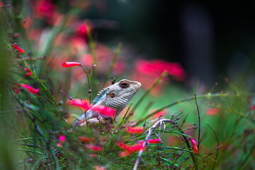 The oriental garden lizard, eastern garden lizard, bloodsucker or changeable lizard resting on the...