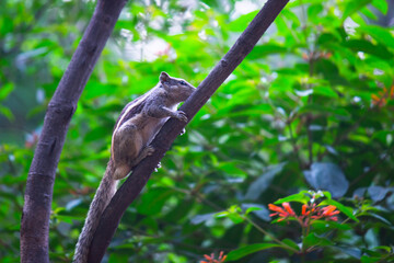 Close-up of a Indian Palm Squirrel or Rodent or also known as the chipmunk sitting on the tree trunk 