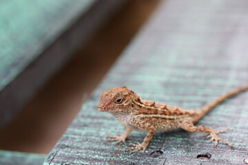 lizard