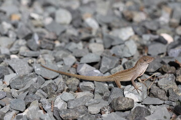 lizard