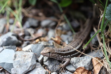 lizard