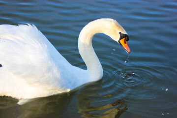 Portrait of a graceful white swan swimming on a blue lake. A beautiful white bird, Latin name Cygnus olor, drinking water from a river, lake, pond. A duck family. White wings, magnificent plumage.