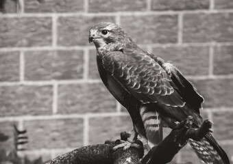 Eleganter Falke