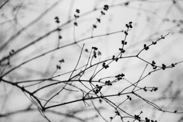 Silhouette of tree, bush with bare branches