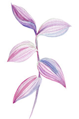 pink tropical leaf, watercolor illustration, isolated white background