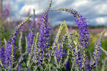 Long stork lupine flowers purple and blue with small flowers