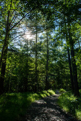 Fototapeta premium 毛木平登山口の風景／長野県川上村 