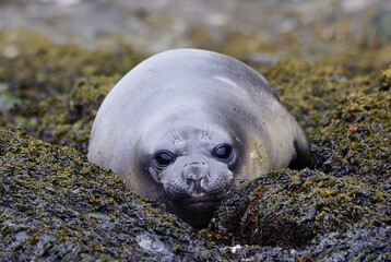elephant seal pup on rock