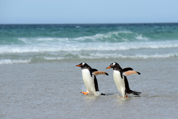 Fototapeta premium happy gentoo penguin on the beach