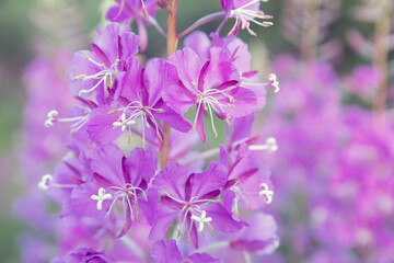 Fototapeta na wymiar Purple fireweed flowers close up on an blur background
