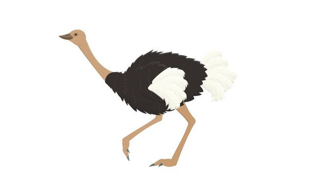 Ostrich. Animation of an ostrich bird, the alpha channel is enabled. Cartoon