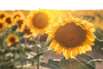 Fototapeta premium Ripe yellow sunflower on the field close up