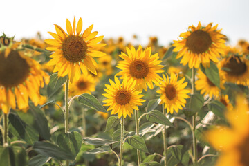 Obraz premium Sunflowers in the agricultural field. Yellow blooming sunflowers in season