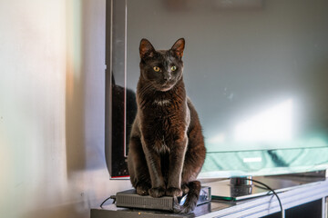 Selective focus shot of a cat sitting on the TV transmitter indoors