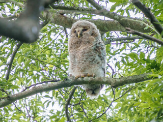 もふもふフクロウ
