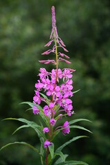 Rosebay Willowherb - Chamerion angustifolium (Onograceae)