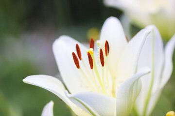 White garden lilies in bloom on a blurry natural green background. Summer flower